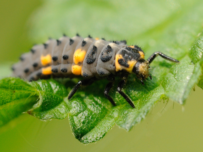 Ladybird Larvae 529 Ladybird Larvae Stock Photos High Res Pictures Ladybird Larvae 529 Ladybird Larvae Stock Photos High Res Pictures