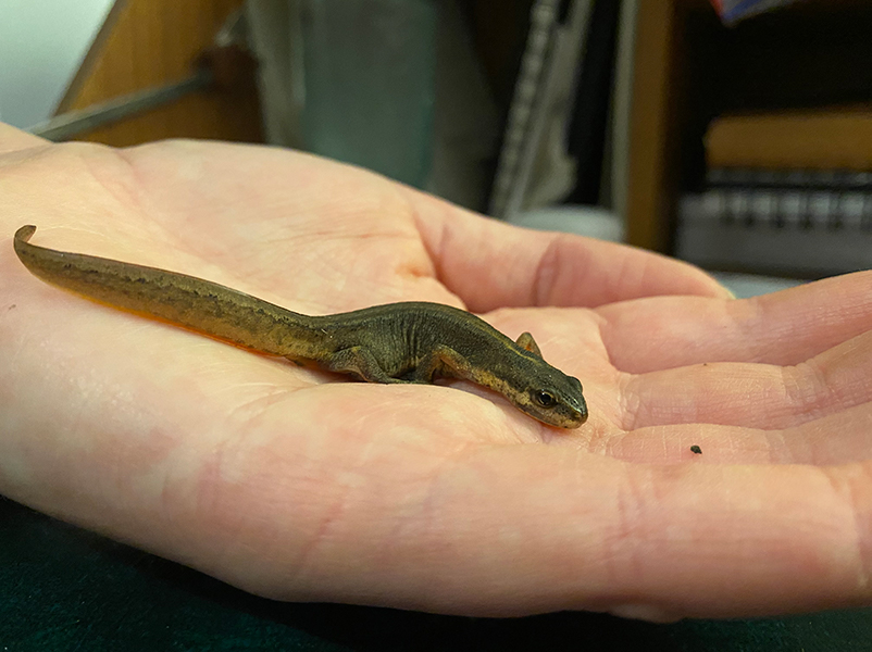 Tree Newt Lederman Trainees’ Blog March 2022: Tree-felling, Forest Schooling and ...