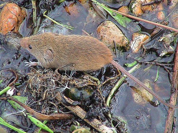 December 2021 - Rye Harbour Nature Reserve Sightings