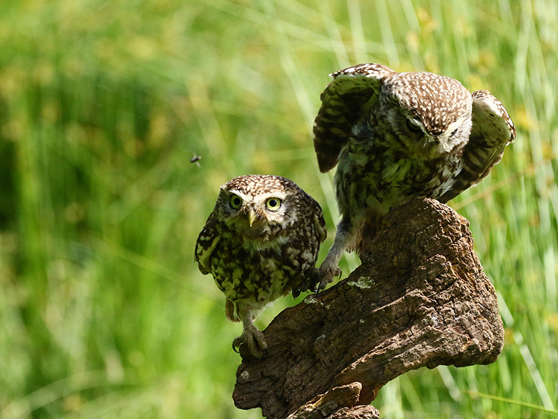 30 Days Wild diary: Week 4