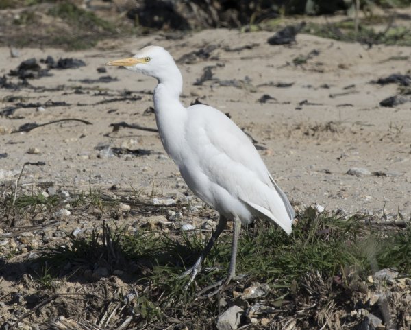 Rye Harbour Nature Reserve Sightings - October 2018
