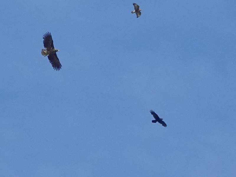 April 2021 - Rye Harbour Nature Reserve Wildlife