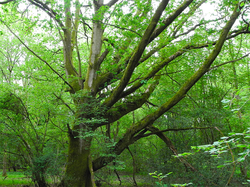 The Queen’s Green Canopy