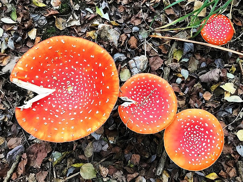 Fungi town with the Lemon Disco