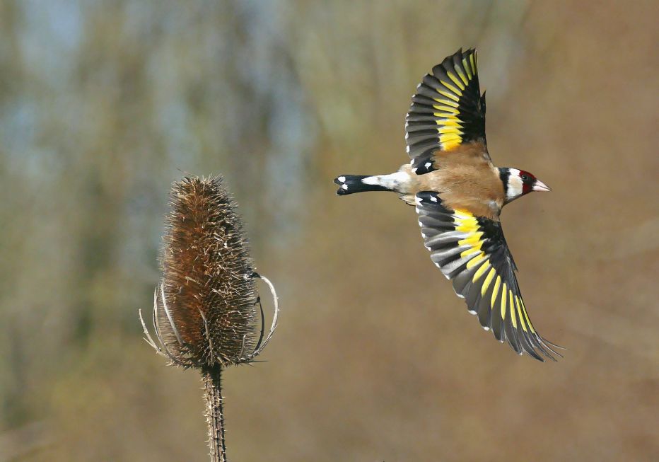 Goldfinch - Bird Song