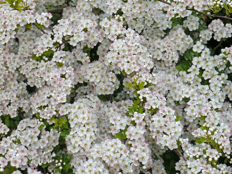 The flowering tree that smells like a corpse Sussex