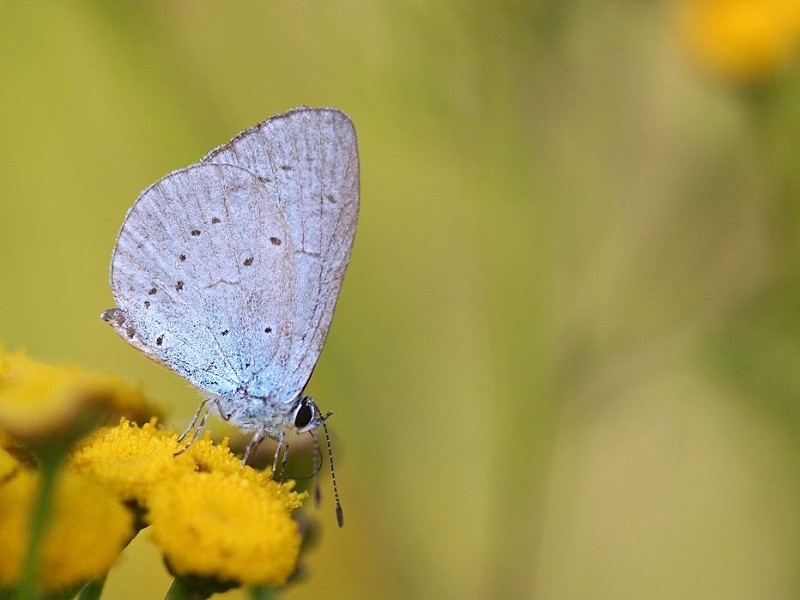 Species of the day Holly Blue Sussex Wildlife Trust
