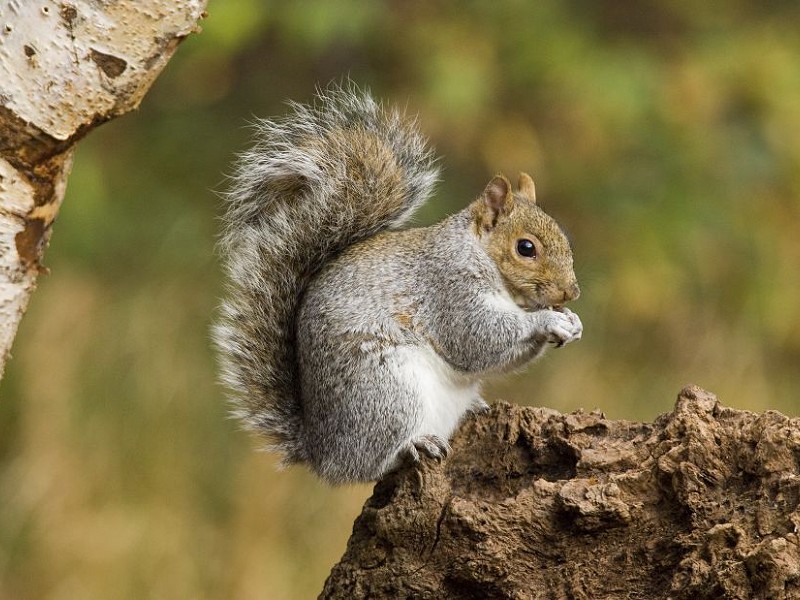 Grey squirrel courtship Sussex Wildlife Trust