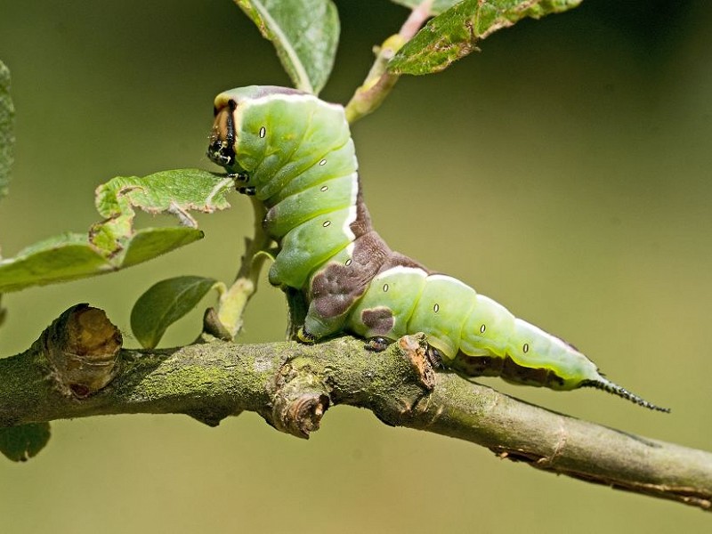 Caterpillars | Sussex Wildlife Trust