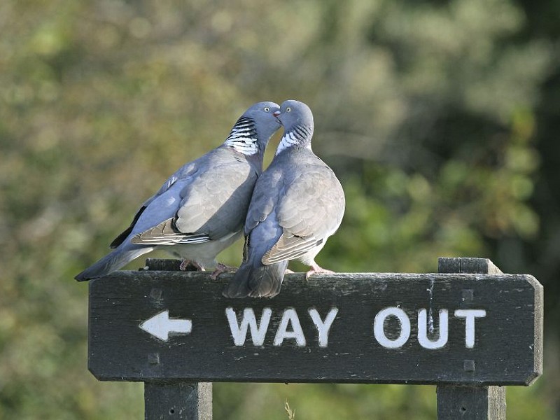 Wood Pigeon Sussex Wildlife Trust