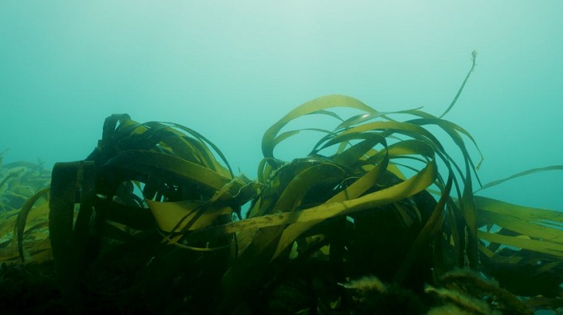 Rewilding the Sussex Seas
