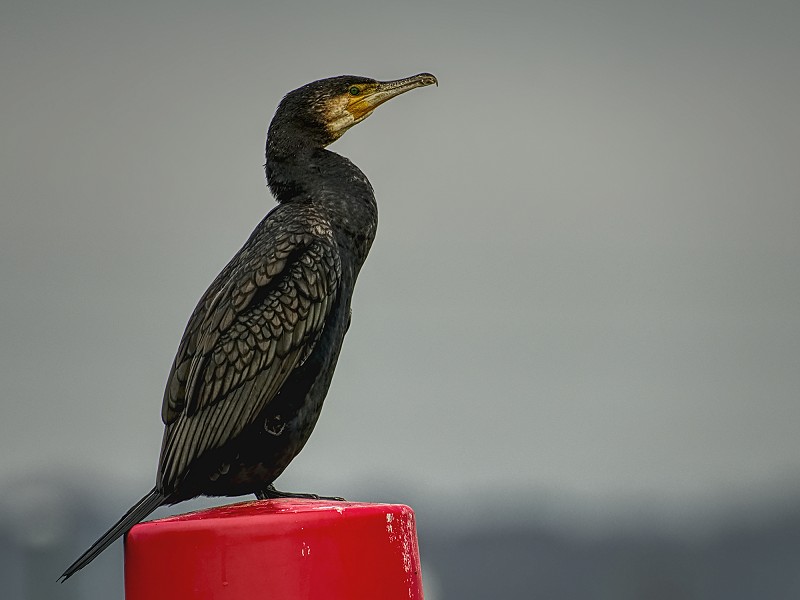 Cormorant Sussex Wildlife Trust