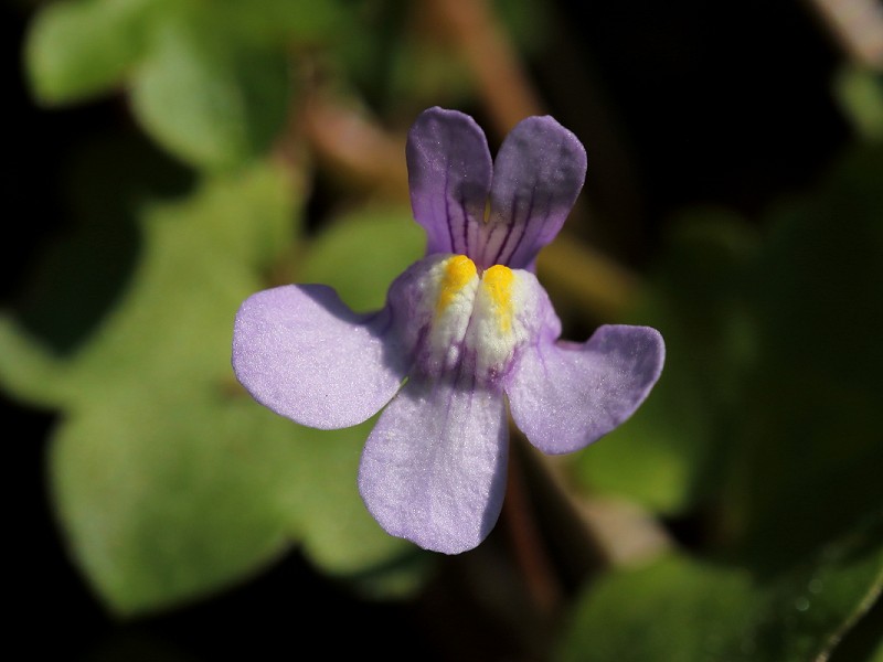 Image of Bee pollinating an ivy-leaved toadflax flower