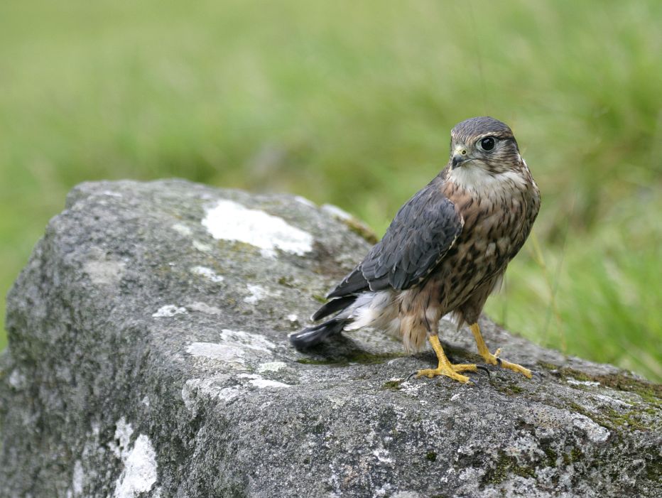 Species Spotlight: Merlin