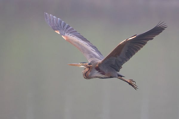 Rye Harbour Nature Reserve sightings - July 2022