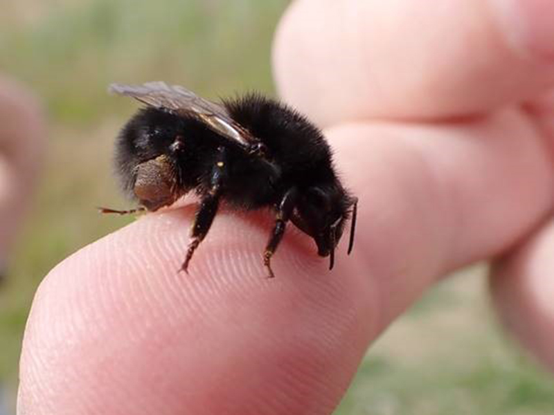 Going on a bee hunt at Rye Harbour Nature Reserve