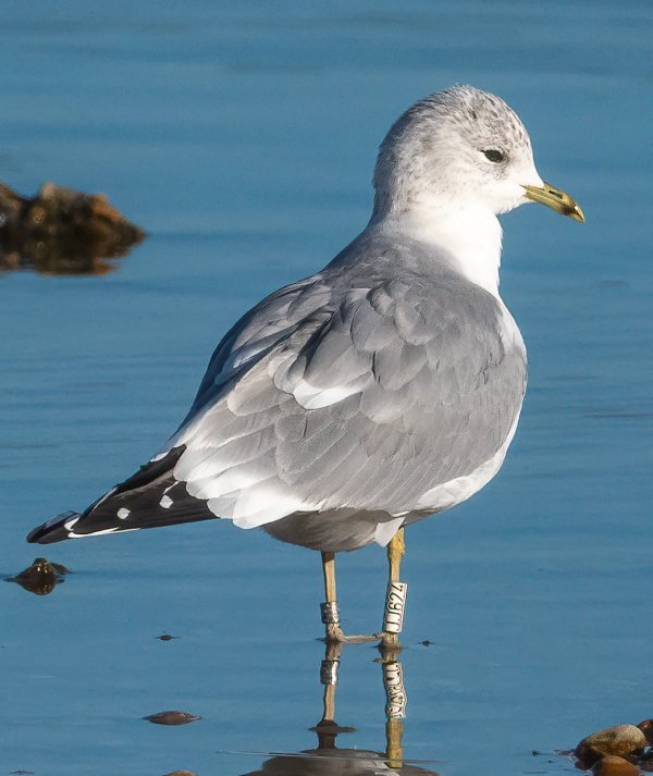 January 2022 - Rye Harbour Nature Reserve Sightings