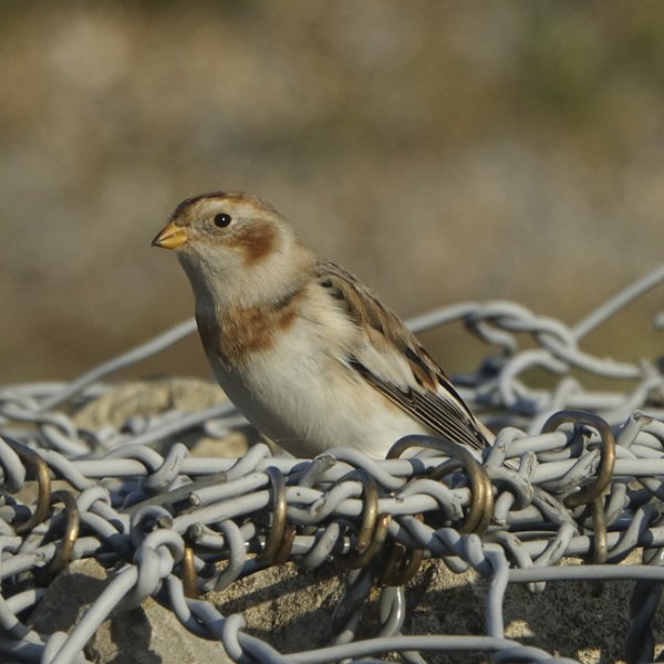 November 2021 - Rye Harbour Nature Reserve Sightings