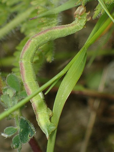 June 2021 - Rye Harbour Nature Reserve Wildlife