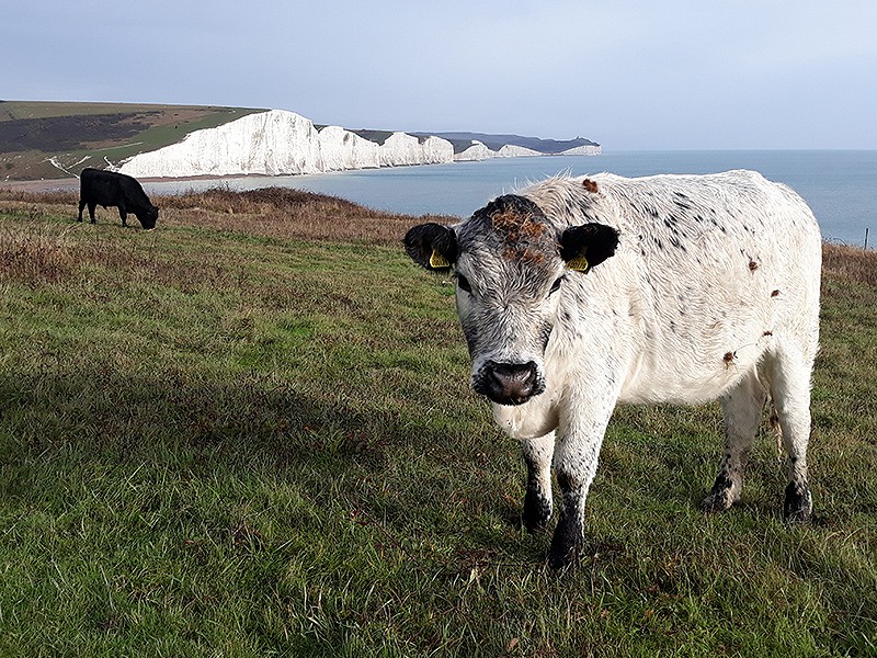 Cattle at Seaford Head