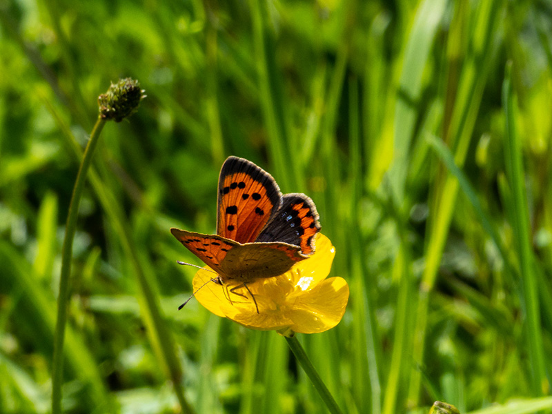 A short downland walk around Warren Hill