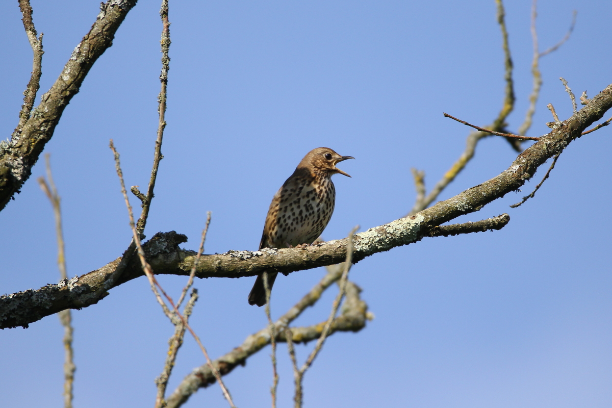Song Thrush - Bird Song