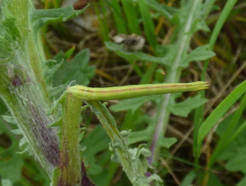 Success surveying Sussex Emerald