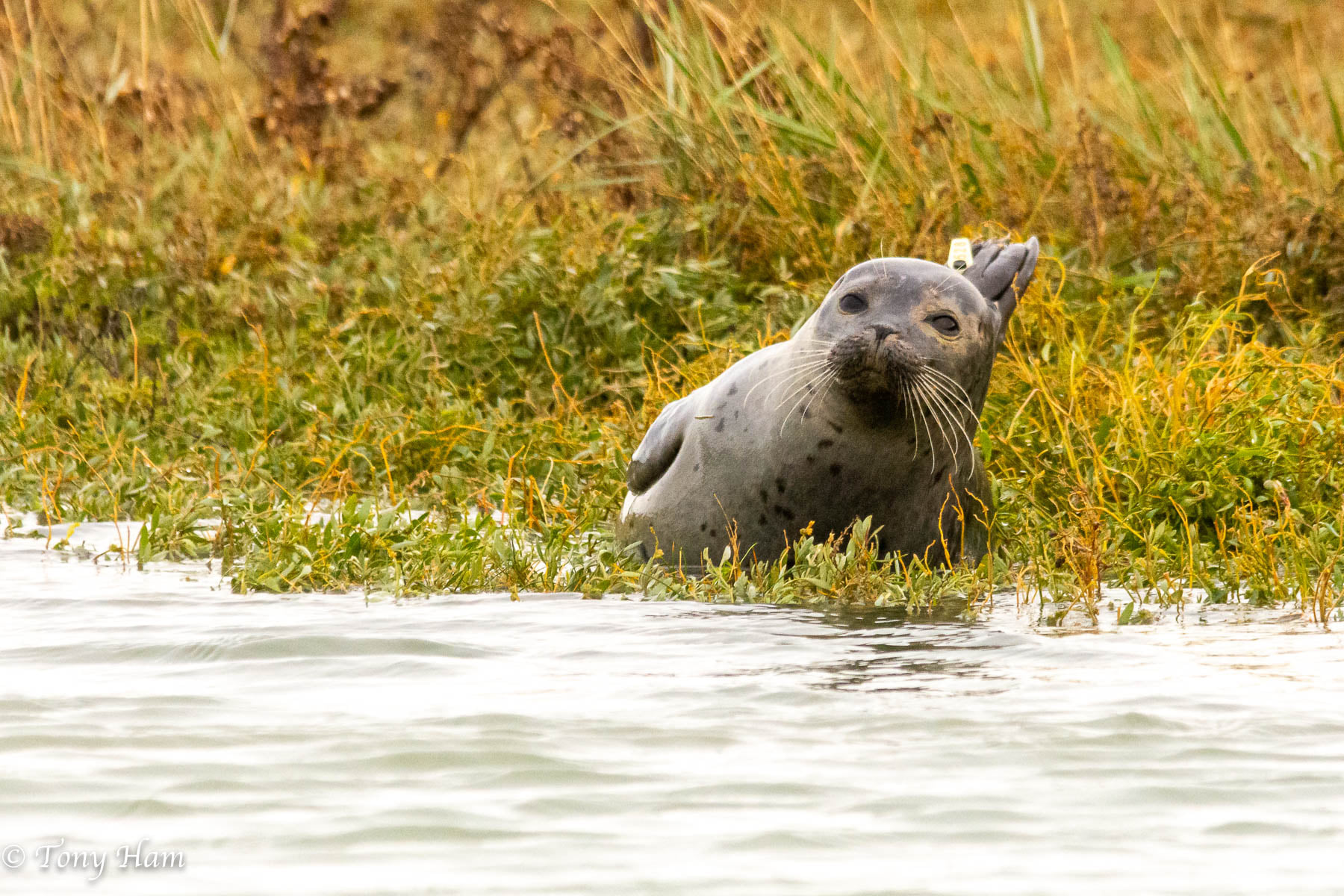 Rye Harbour Seals