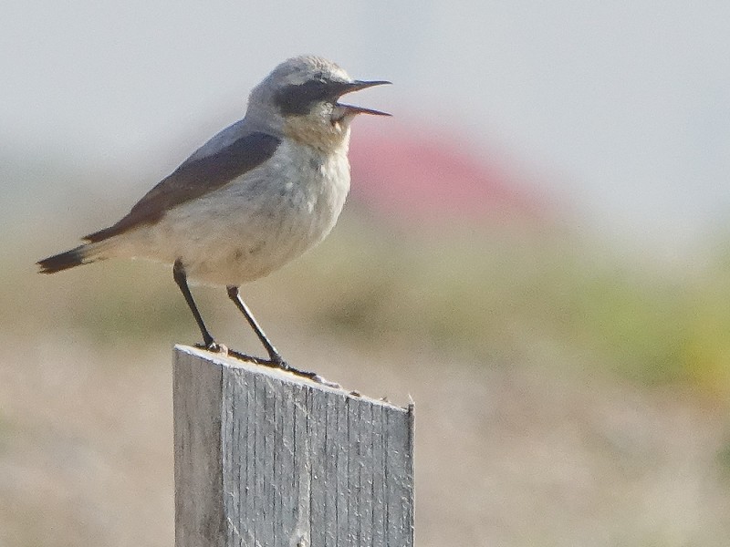 March 2021 - Rye Harbour Nature Reserve Wildlife