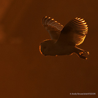 Thank You | Sussex Wildlife Trust