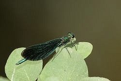 An Introduction to Dragonflies and Damselflies (22/06/2019)
