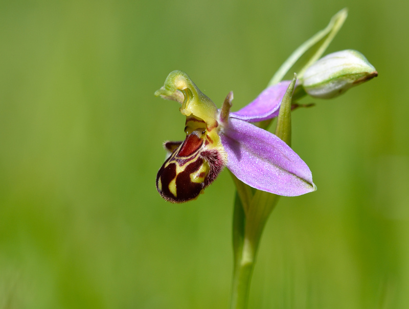 Bee Orchid Bee Orchid