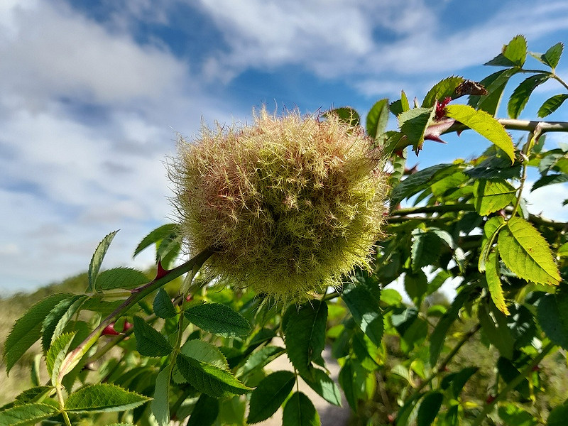 What's a Robin's Pincushion? Sussex Wildlife Trust