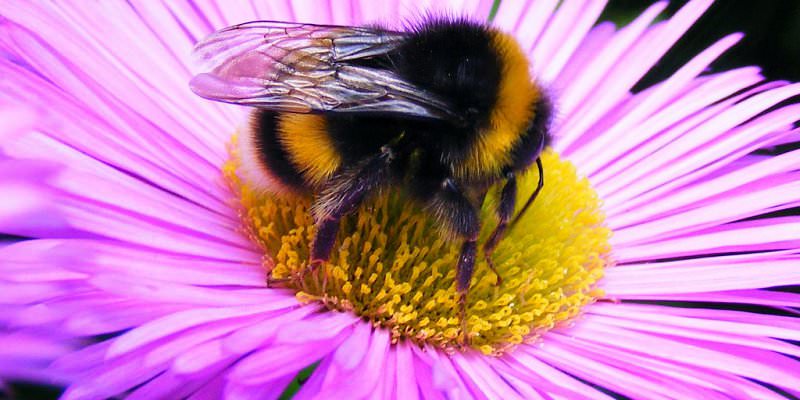 Buff Tailied Bumblebee
