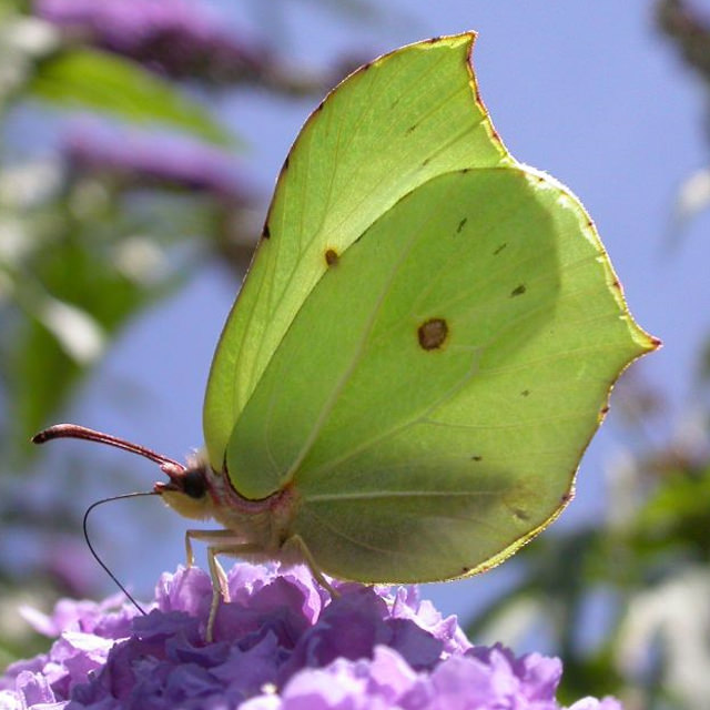 Brimstone