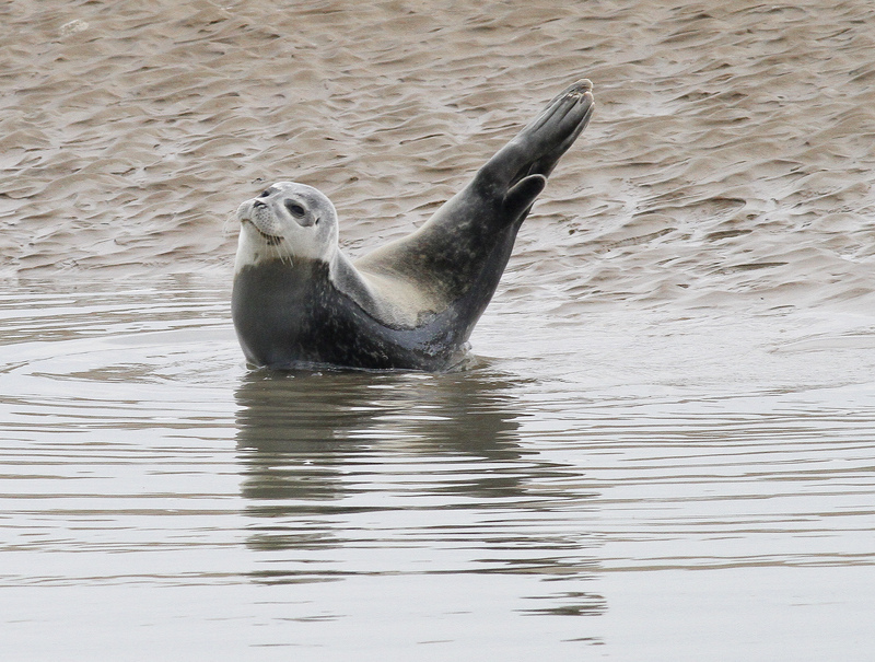 Sussex marine wildlife showcase Sussex Wildlife Trust