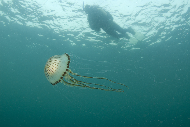 Lowdown on jellyfish Sussex Wildlife Trust