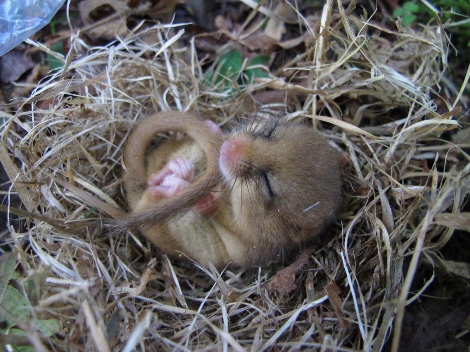 Dormouse © Graeme Lyons