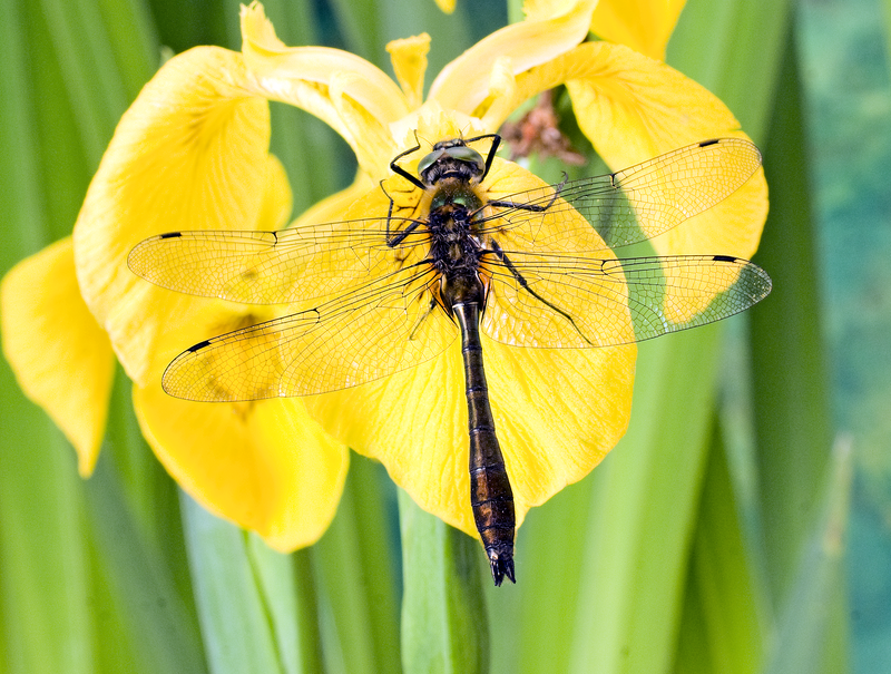 Downy Emerald Dragonfly Downy Emerald Dragonfly