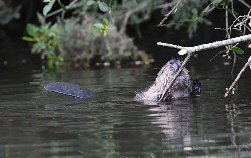 Leave it to Beaver | Sussex Wildlife Trust
