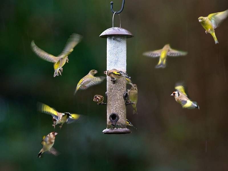 Feed the birds Sussex Wildlife Trust