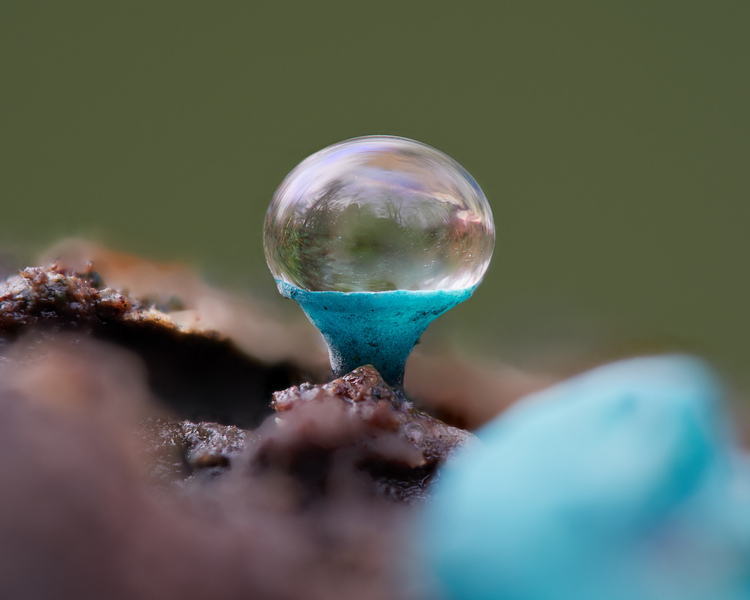 Elfcap © Max Mudie Elfcap © Max Mudie
