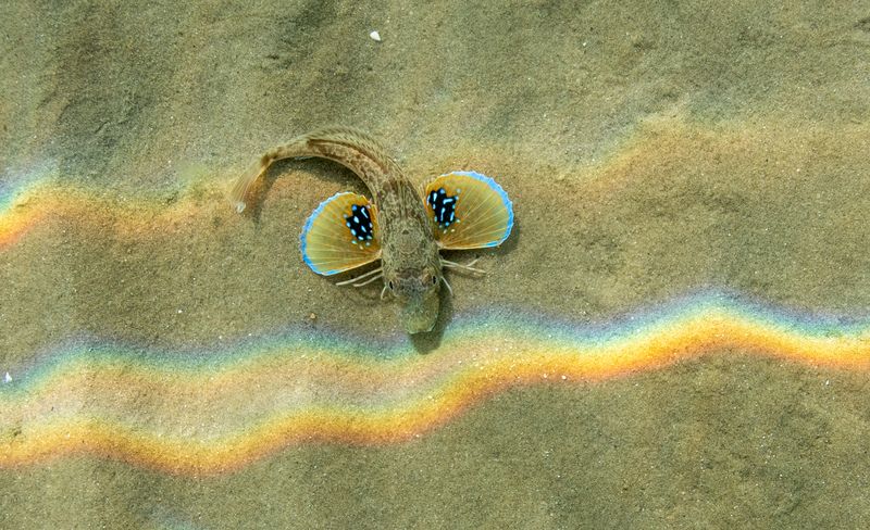 Gurnard © Piers Fearick Gurnard © Piers Fearick