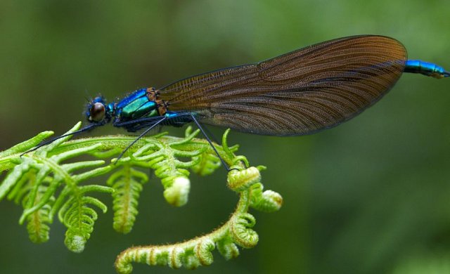 An Introduction to Dragonflies and Damselflies (23/06/18)