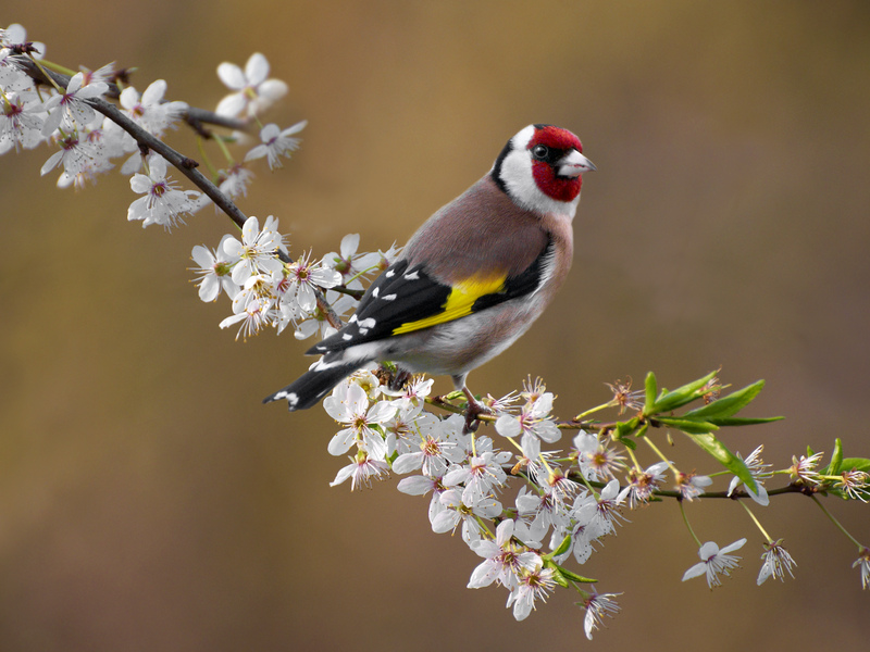 Goldfinch Bird song and calls Sussex Wildlife Trust