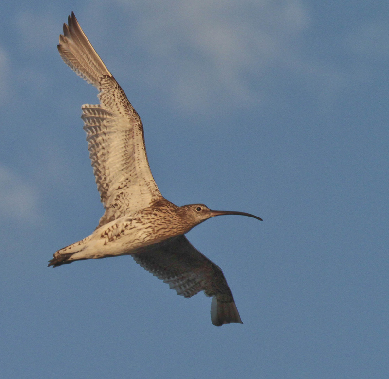 How do feathers grow? Sussex Wildlife Trust