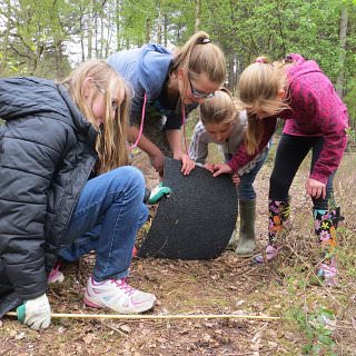 reptile survey