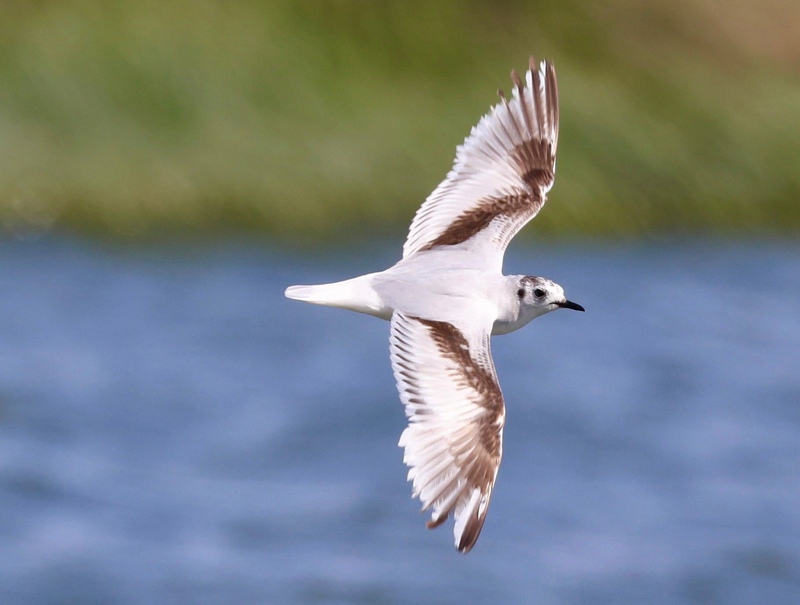Little Gull Little Gull