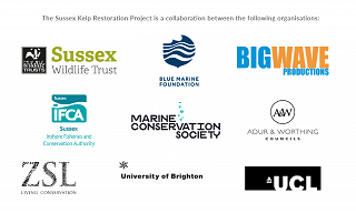 Kelp partners