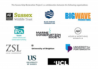 Kelp partners